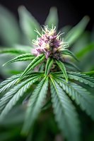 Macro photography of flowering cannabis plant showing detailed pistils and trichomes on purple and green buds, surrounded by distinctive fan leaves in natural light.