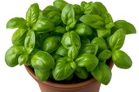 Fresh basil plant with vibrant green leaves growing in terracotta pot against white background, isolated herb for cooking and gardening concepts.