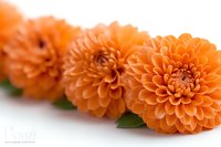 Orange dahlia flowers in row with soft focus background showing delicate petals and natural floral arrangement. Fresh garden blooms create peaceful composition.
