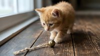 Playful ginger kitten pouncing on toy string on wooden floor near window, capturing curious feline behavior and pet entertainment moments.