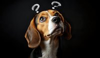 Curious beagle dog with question marks above head looking up with confused expression against dark background, depicting pet emotions and thinking process.