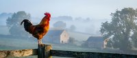Rooster with red and gold plumage standing on wooden fence post in misty rural farmland landscape at dawn, countryside agriculture scene.