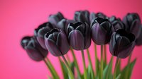 Deep purple-black tulips with green stems arranged in a bunch against a vibrant pink background, suitable for spring floral designs, greeting cards, and botanical artwork.