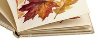 Open vintage book with pressed autumn maple leaves in shades of red, orange and gold on cream pages, suitable for fall seasonal designs and nostalgic themes.