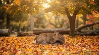 Hedgehog curled up on golden autumn leaves in a park with blurred trees and warm sunlight, suitable for nature and wildlife content.
