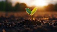 Young green seedling growing from fertile soil at sunset, symbolizing growth, new beginnings, and environmental sustainability in agriculture and gardening.
