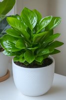Vibrant green Peperomia obtusifolia houseplant with glossy round leaves in modern white textured ceramic pot on white surface, natural indoor lighting.