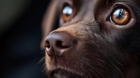 Close up portrait of chocolate labrador retriever puppy with soulful amber eyes and wet nose against dark background, showing loyalty and innocence in expression.