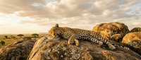 Leopard resting on rocky outcrop in African savanna during golden hour with acacia trees and dramatic cloudy sky in background for wildlife photography.