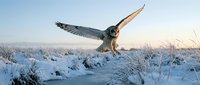 Majestic owl with spread wings flying low over snowy winter landscape at golden hour sunrise, showcasing powerful flight and natural hunting behavior in cold season.