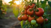 Fresh ripe red tomatoes growing on vine in garden with warm sunlight, organic farming and healthy vegetable harvest for cooking and nutrition.
