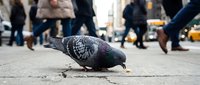 Gray pigeon pecking food on busy city street with blurred pedestrians walking in background during daytime urban scene.