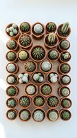 Collection of small cacti and succulents in terracotta pots arranged in grid pattern on white background for home decor and gardening projects.