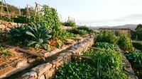 Vegetable garden with wooden raised beds containing growing plants, tomatoes, and leafy greens on hillside terrain with mountains in background, suitable for agriculture and farming content.