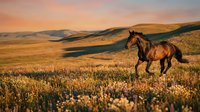 Wild horse galloping through golden grassland at sunset with rolling hills and dramatic sky creating majestic landscape scene for nature and wildlife photography.