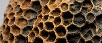 Close-up macro view of natural honeycomb structure with hexagonal cells showing detailed texture and organic patterns for nature and science themes.