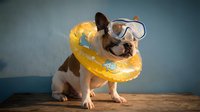 Small brown and white dog wearing yellow inflatable swim ring and snorkel goggles, ready for summer water activities and beach vacation fun.