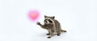 Adorable raccoon waving with pink heart bubble on white background, expressing love and friendship for greeting cards and romantic designs.