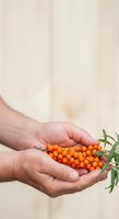 Person holding fresh sea buckthorn berries with green leaves in cupped hands against neutral background. Suitable for health, nutrition, organic produce, and wellness content.