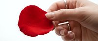 Young woman with fair complexion holding a single red rose petal between her fingers against white background, symbolizing love, romance, and delicate beauty for Valentine's Day and wedding designs.
