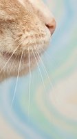 Close-up of orange tabby cat nose and whiskers against soft pastel blue background. Feline facial features with detailed fur texture for pet care concepts.
