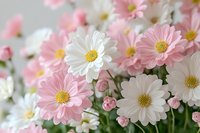 Delicate pink and white cosmos flowers with yellow centers create a soft romantic garden display for spring and summer floral arrangements.