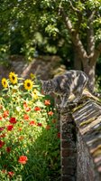 Tabby cat perched on weathered wooden fence overlooking vibrant garden with red and yellow flowers, lush green foliage and trees in background. Perfect for pet, nature and garden-themed projects.