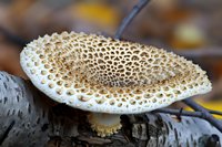 Bracket fungus with intricate porous surface growing on decaying wood log in natural forest environment showcasing organic textures and patterns.