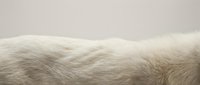 Soft white animal fur texture with natural flowing strands against neutral background for luxury fashion and cozy interior design projects.