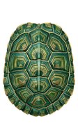 Isolated turtle shell with geometric hexagonal patterns in shades of green, gold, and brown, displayed from above on white background for design and educational use.