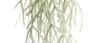 Hanging willow branches with delicate pale green foliage isolated on white background, suitable for botanical designs, wedding decorations, and nature-themed projects.