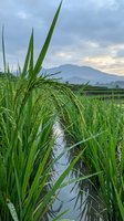 Green rice plants growing in flooded paddy field with mountain landscape and cloudy sky at sunset for agricultural and farming concepts.
