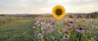 Single sunflower stands tall among purple wildflowers in meadow during golden hour sunset with soft natural lighting and pastoral countryside backdrop.