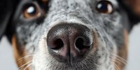 Close-up of dog nose and muzzle with brown eyes showing pet facial features and whiskers for veterinary care and animal health concepts.