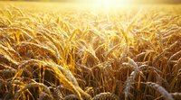 Golden wheat field at sunset with warm sunlight streaming through ripe grain stalks, creating atmospheric depth and natural bokeh effect for agriculture and harvest concepts.