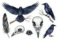 Raven skull and bird anatomy study set with feather and skeletal details for wildlife illustration and educational reference.