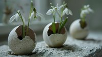 Delicate snowdrops growing in eggshells filled with soil, creative spring gardening composition on textured stone surface. Natural eco-friendly planting concept.