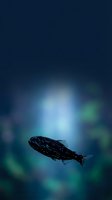 Whale silhouette swimming beneath northern lights aurora borealis in dark blue night sky with green glowing atmospheric phenomenon for nature designs.