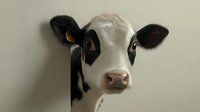 Close up portrait of black and white Holstein calf with large expressive eyes and pink nose against neutral background, showing innocence and tenderness in farm animal photography.