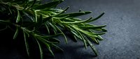 Fresh rosemary sprigs with water droplets on dark slate surface, suitable for culinary, food styling, and cooking-related projects.