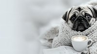 Cozy pug dog wrapped in warm blanket next to cup of cappuccino with heart latte art on white background. Morning relaxation and comfort concept.