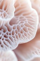 Delicate coral-like structure in soft pink and white tones showing intricate organic patterns and honeycomb textures, macro photography highlighting natural geometry.