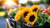 Fresh sunflowers in black market crate with soft bokeh background, vibrant yellow petals and dark centers create cheerful summer farm stand display.