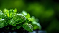 Fresh green leaves covered with morning dew drops against dark background, macro nature photography showing water droplets on plant foliage in garden.