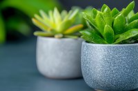 Small succulent plants in modern concrete pots against dark background. Minimalist home decor with green houseplants showing water droplets on leaves.