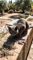 Gray tabby cat walking on wooden log in sunny Mediterranean garden with olive trees and stone pathway in background.