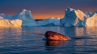 Seal resting on ice floe surrounded by massive icebergs in Arctic waters during golden hour sunset, showcasing polar wildlife and glacial landscape.