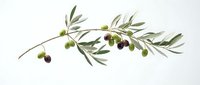 Olive branch with green and dark ripe fruits isolated on white background, ready for culinary, food packaging, and design projects.