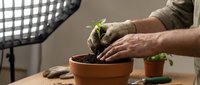Mature male gardener with light skin tone planting seedling in terracotta pot at wooden table with studio lighting setup, suitable for gardening, horticulture and lifestyle content.