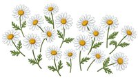 White daisy flowers with yellow centers and green stems isolated on transparent background for spring design projects and botanical illustrations.